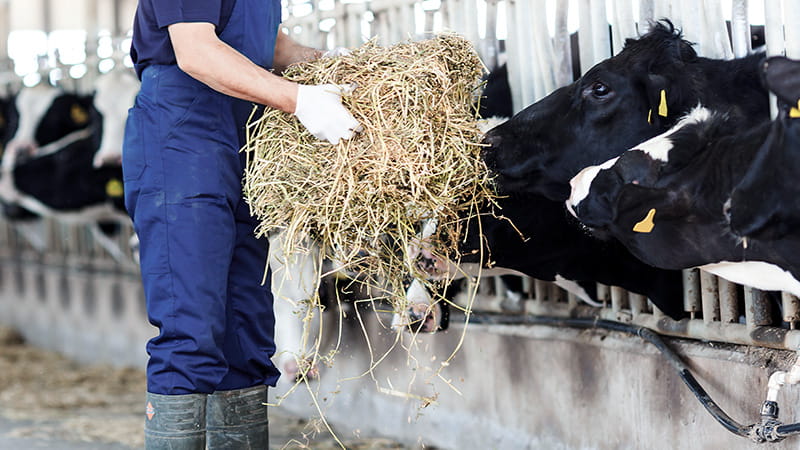Bauer füttert Kuh mit Heu